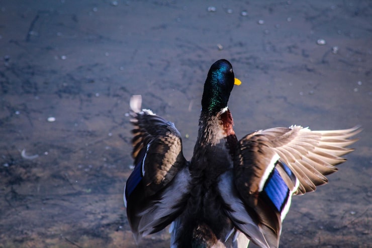 Goose Hunting Services